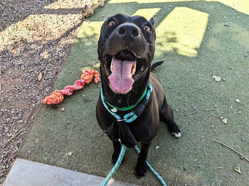 picture of the dog needing adoption