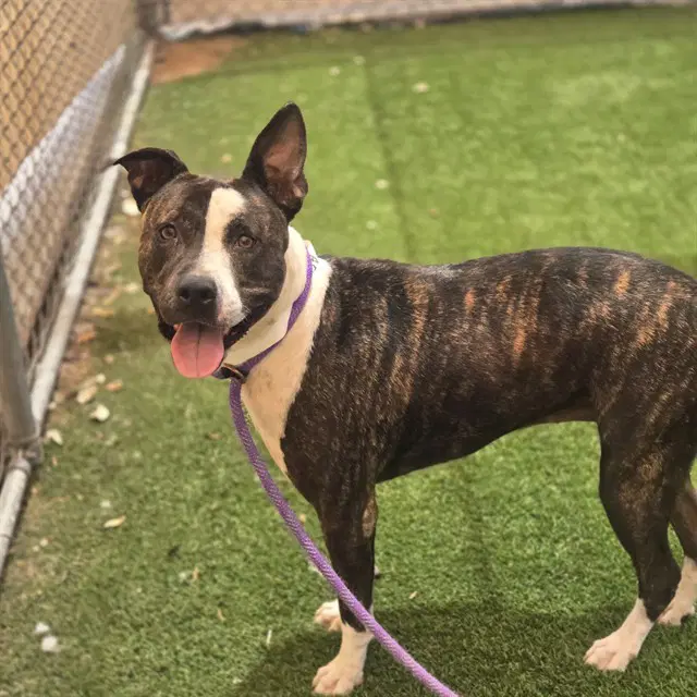 Bella - American Pit Bull Terrier