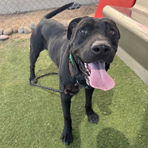 picture of the dog needing adoption