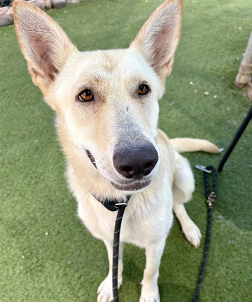 picture of the dog needing adoption