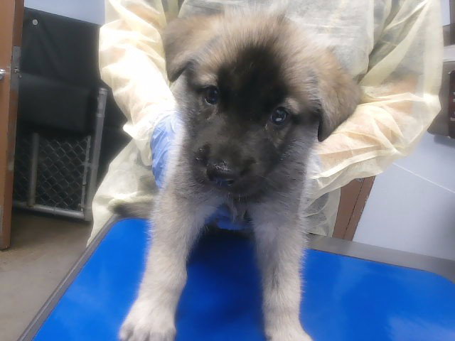 SCOUT