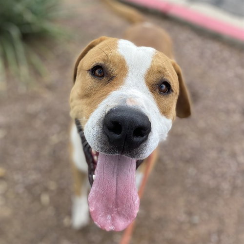 picture of the dog needing adoption