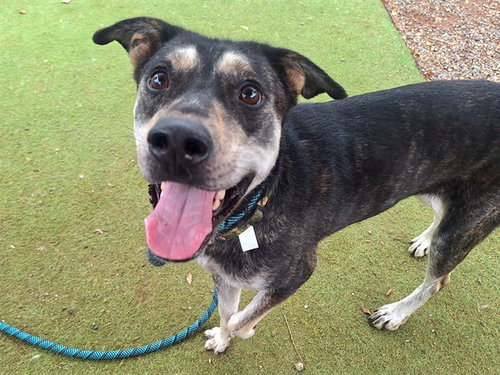 picture of the dog needing adoption