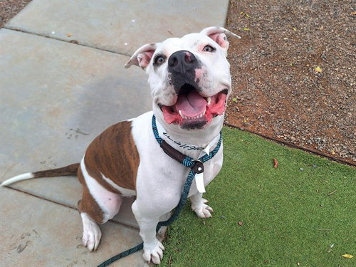 picture of the dog needing adoption