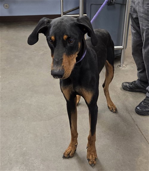 BARNACLE BOY, an adoptable Doberman Pinscher in Phoenix, AZ