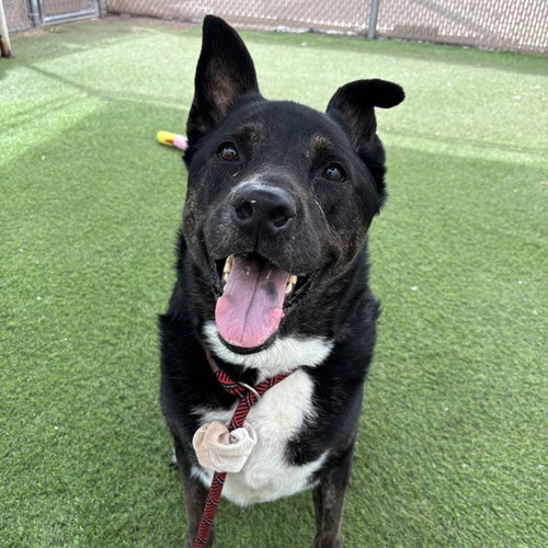 picture of the dog needing adoption