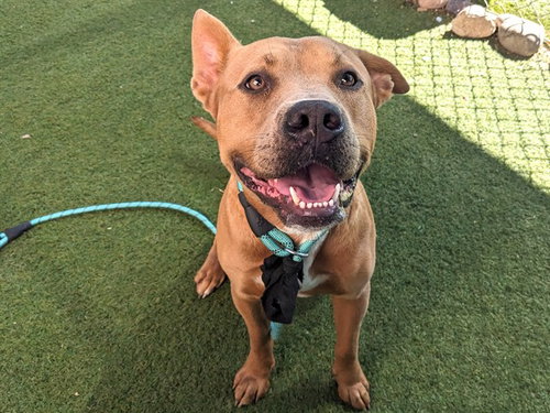picture of the dog needing adoption