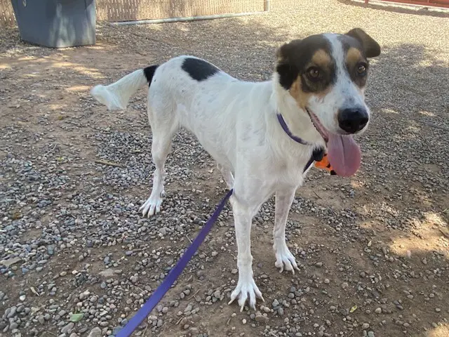 Charming - Australian Cattle Dog/Blue Heeler