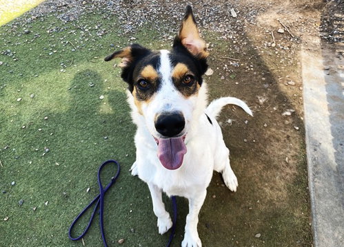 CHARMING, a dog for adoption from Maricopa County Animal Care & Control - West Valley Animal Care Center