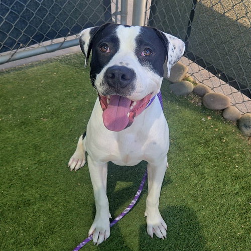 picture of the dog needing adoption