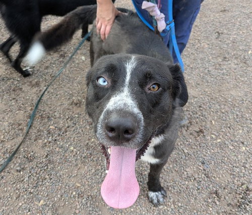 picture of the dog needing adoption