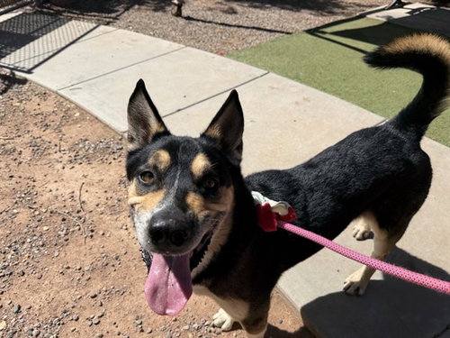 picture of the dog needing adoption