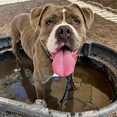 picture of the dog needing adoption