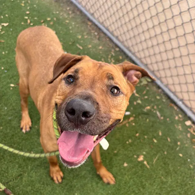Buck - American Pit Bull Terrier