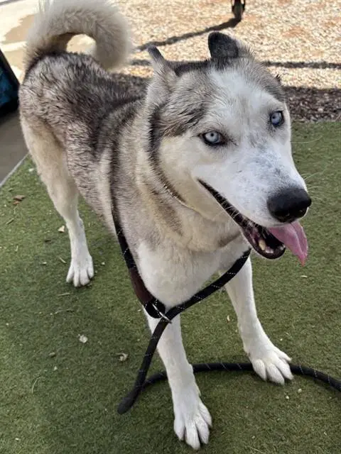 Cisco - Siberian Husky
