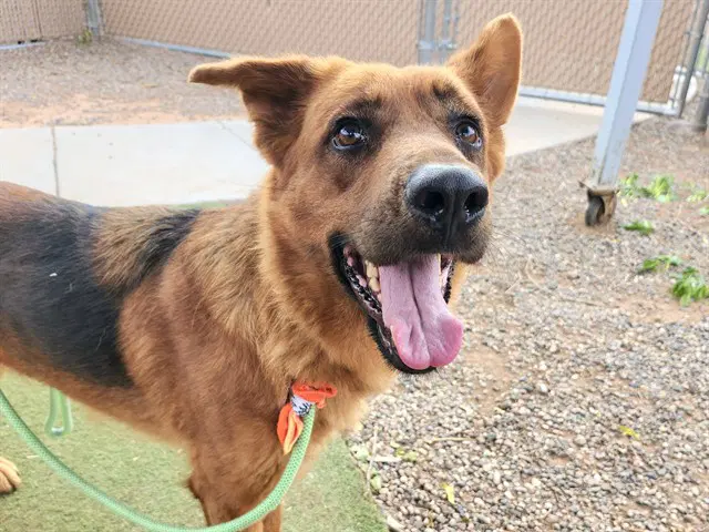 Estella - German Shepherd Dog