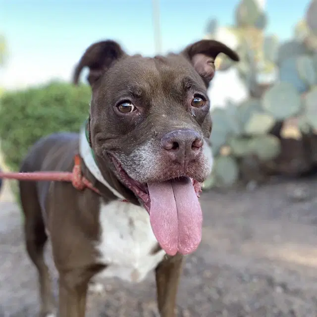Lolli - American Pit Bull Terrier