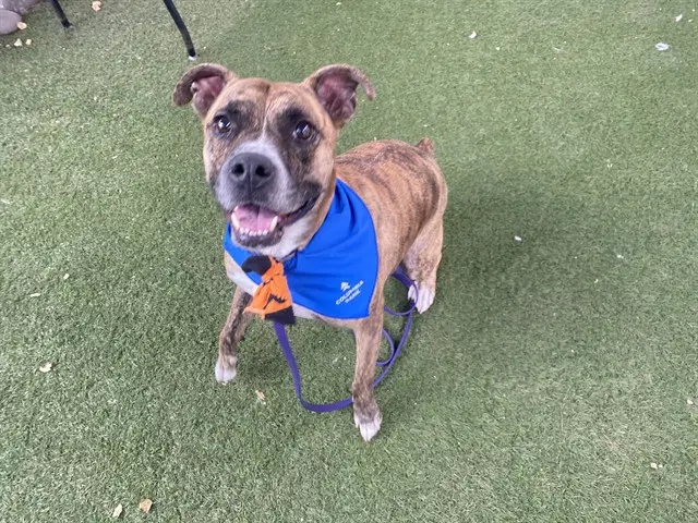 Eddie - American Pit Bull Terrier