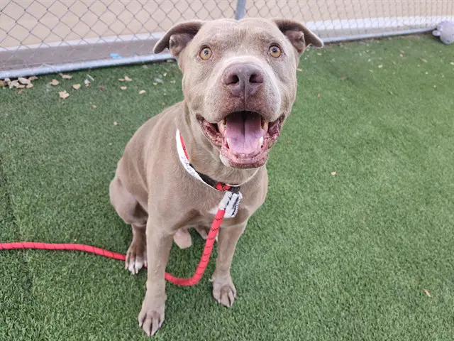 Jackson - American Pit Bull Terrier