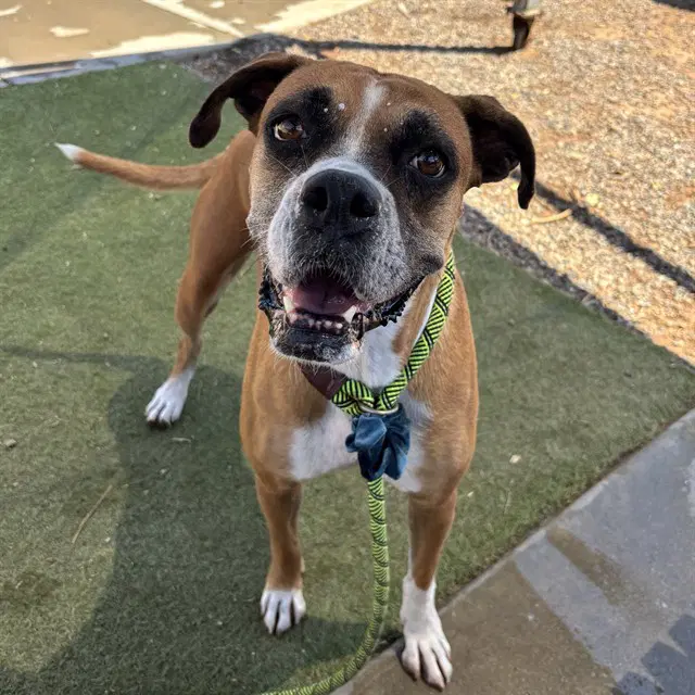 Zadie - Boxer
