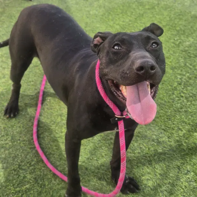 Esmie - American Pit Bull Terrier