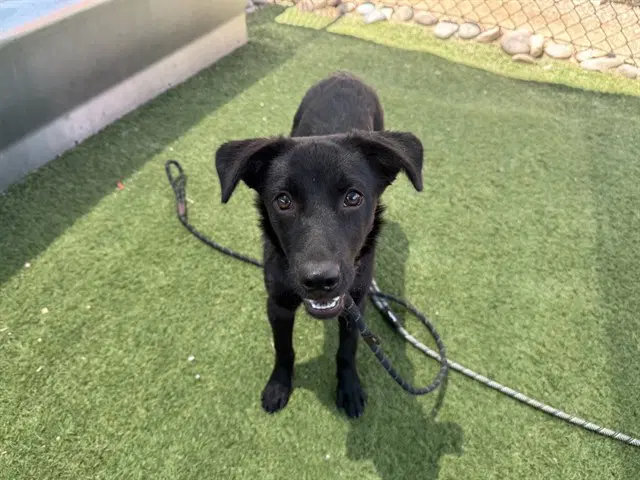 Sprite - Labrador Retriever