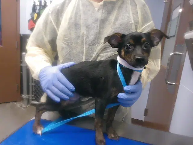 Chip - Chihuahua