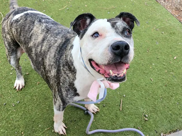 Pepper - American Pit Bull Terrier