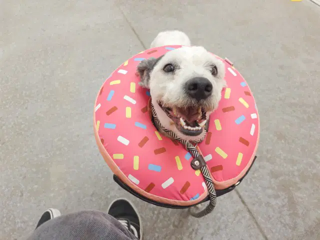 Einstein - Poodle (Standard)