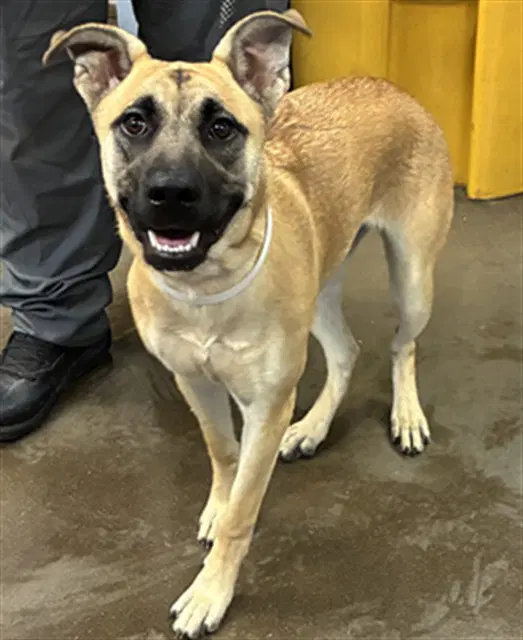 Tilly - Belgian Shepherd Malinois