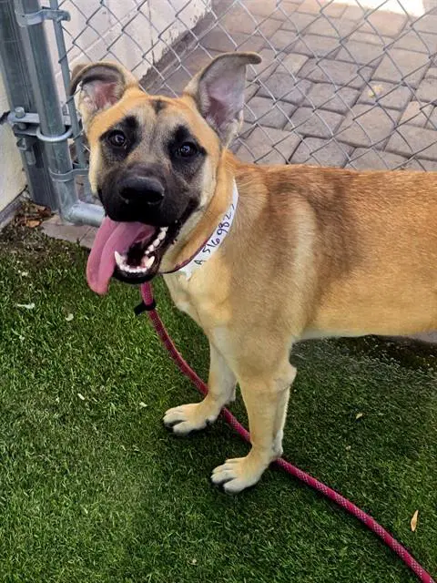 Tilly - Belgian Shepherd Malinois