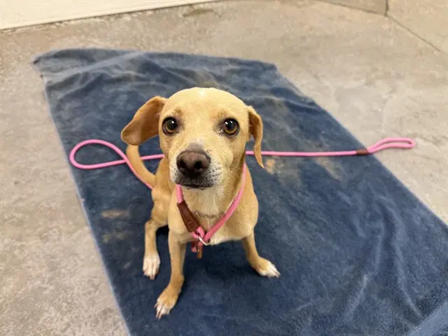 Brown Sugar - Chihuahua