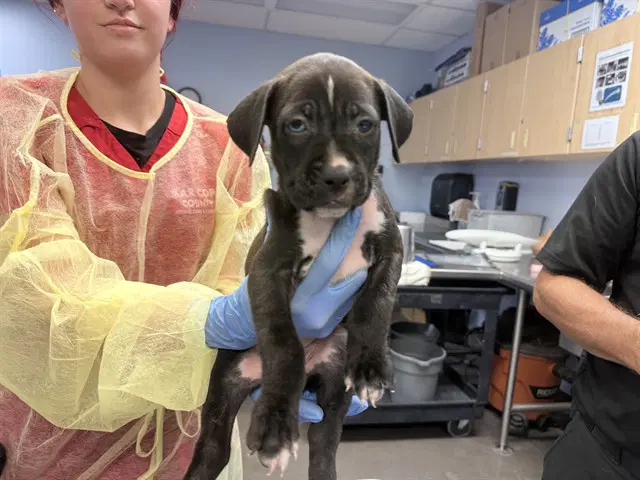 Leprechaun - Boxer