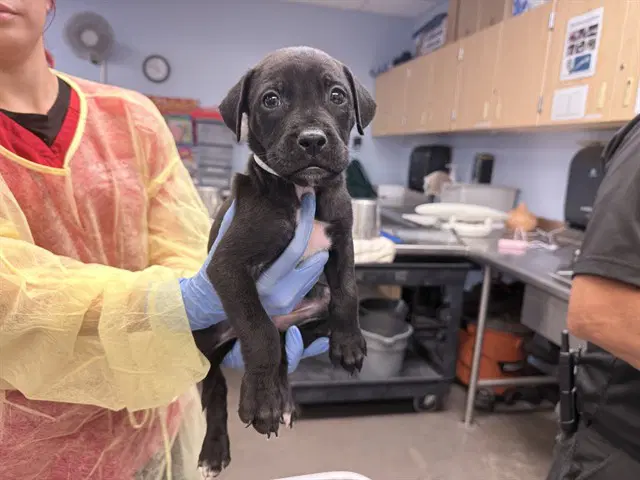 Kraken - Boxer