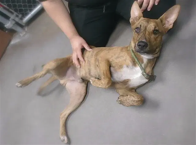 Jungle - American Pit Bull Terrier