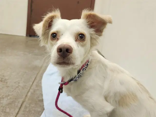Fern - Chihuahua