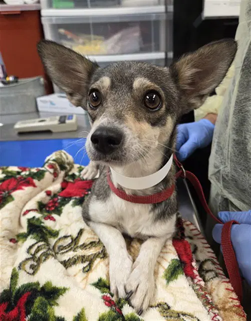Skeeter - Chihuahua