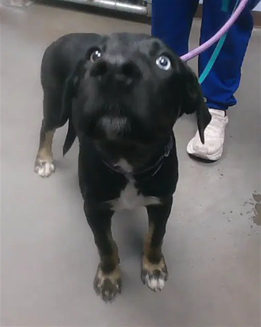 Ollie - Labrador Retriever