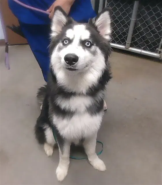 Levi - Husky