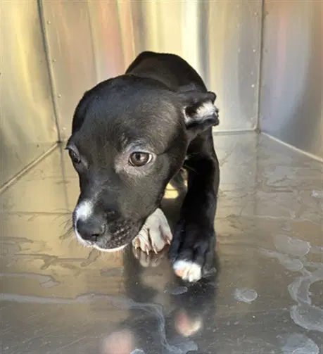Penelope - American Pit Bull Terrier