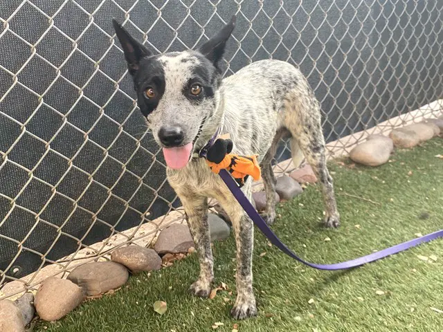 Spumoni - Queensland Heeler