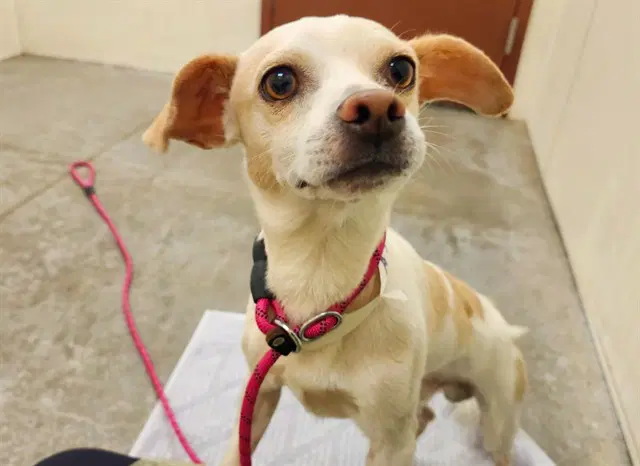 Jeremy - Chihuahua