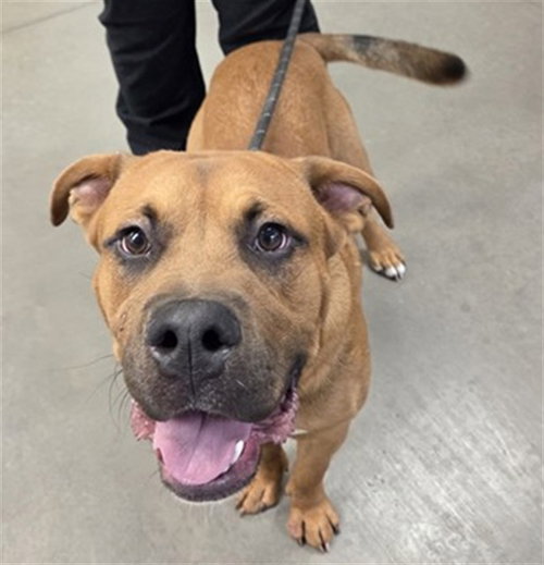 picture of the dog needing adoption