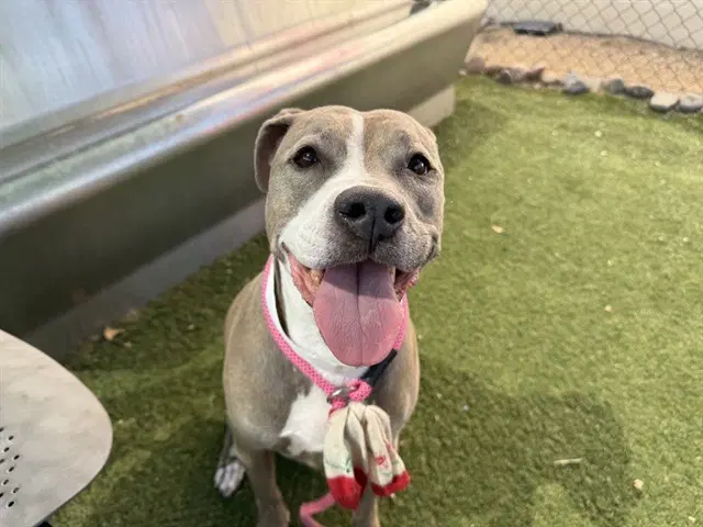 Remi - American Pit Bull Terrier