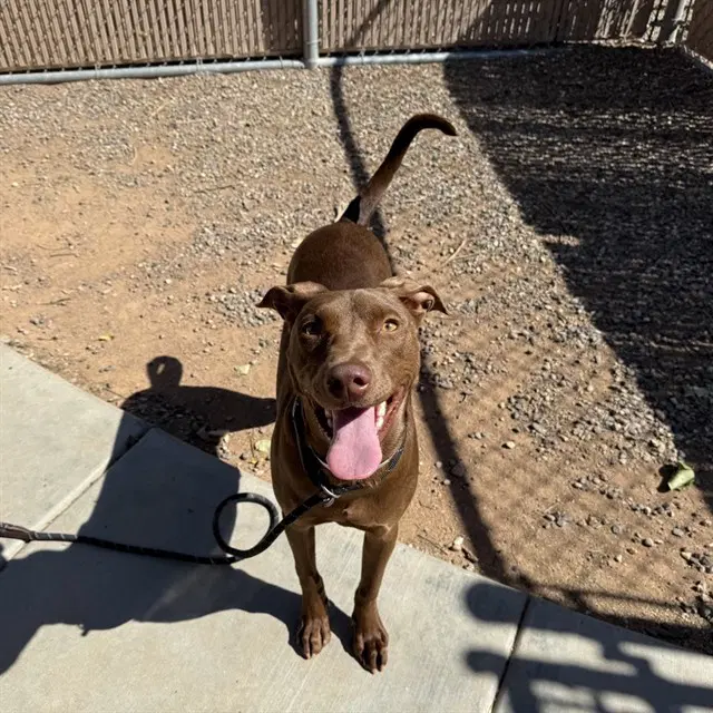 Prancer - American Pit Bull Terrier