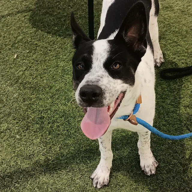Sundae - Australian Kelpie
