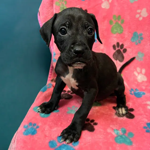 Nessie - Boxer