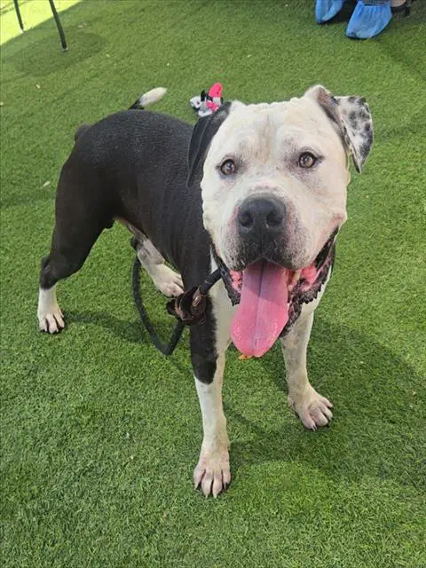 Hamwich - American Pit Bull Terrier