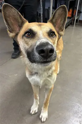 Bertie - German Shepherd Dog