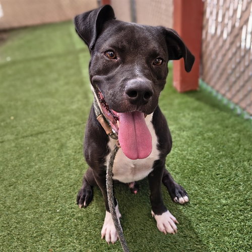 WAYMO, a dog for adoption from Maricopa County Animal Care & Control - West Valley Animal Care Center